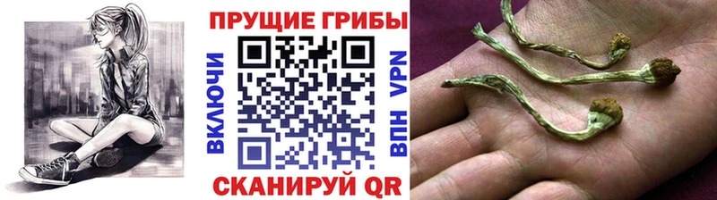 Купить закладки  Кинешма  Галлюциногенные грибы прущие грибы 